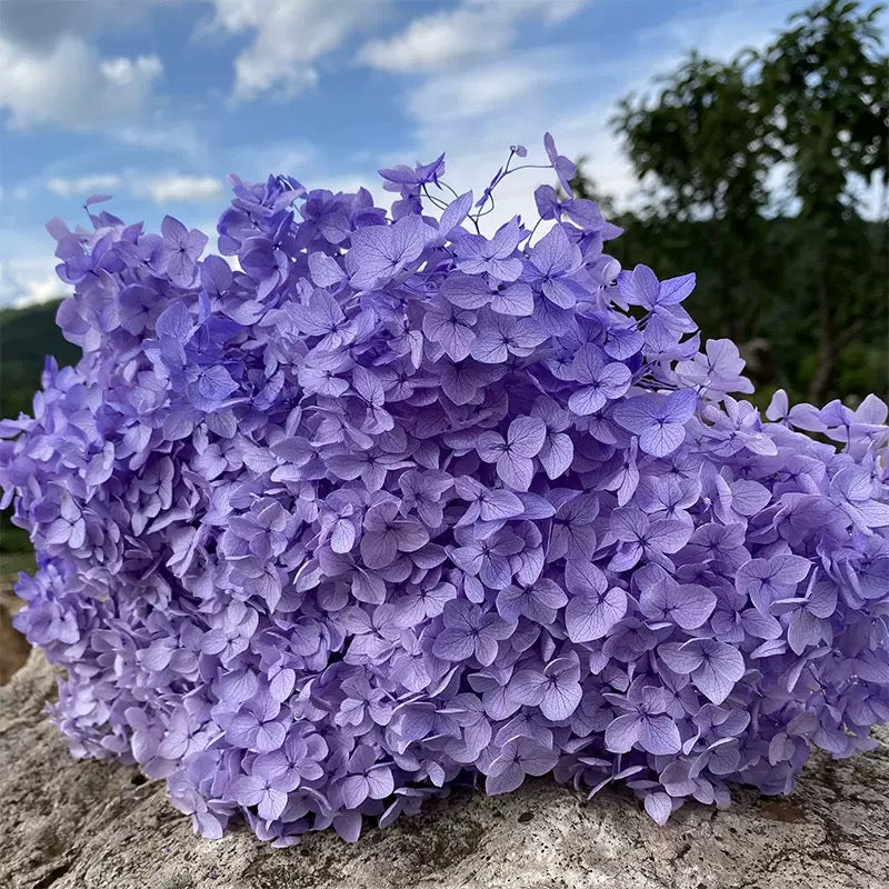 Lohsister Castle Money Flower Box | Preserved Hydrangea