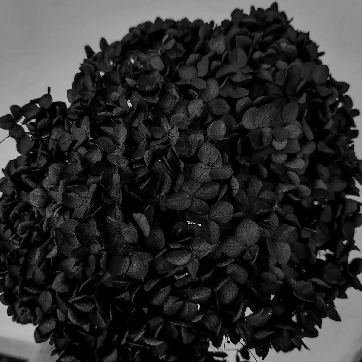 Lohsister Castle Money Flower Box | Preserved Hydrangea