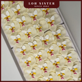 LohSister AAA Phalaenopsis Orchids Soapbud Soap Flower 蝴蝶兰香皂花