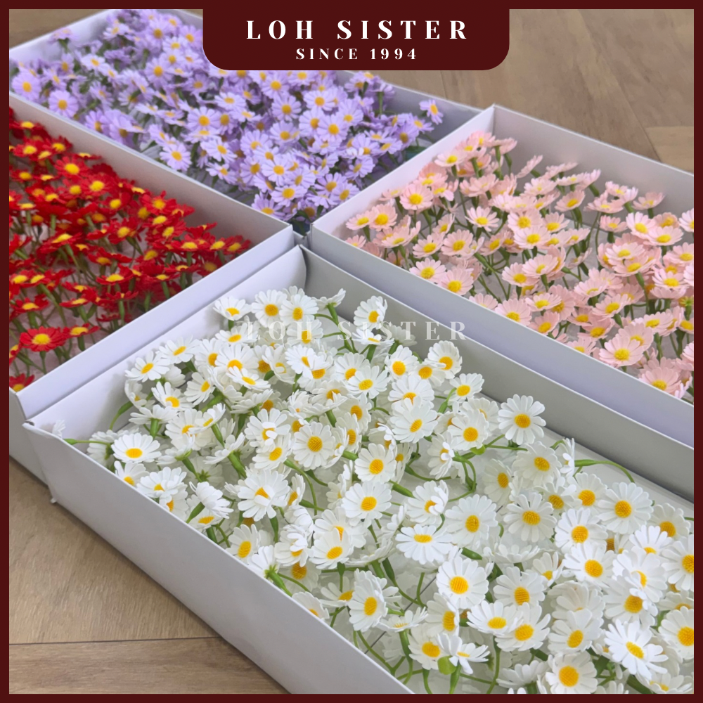 LohSister AAA Chamomile Soapbud 洋甘菊香皂花