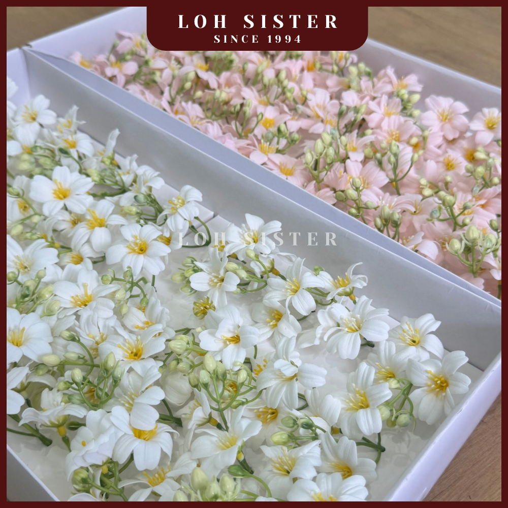 LohSister AAA Begonia Soapbud Soap Flower 海棠香皂花