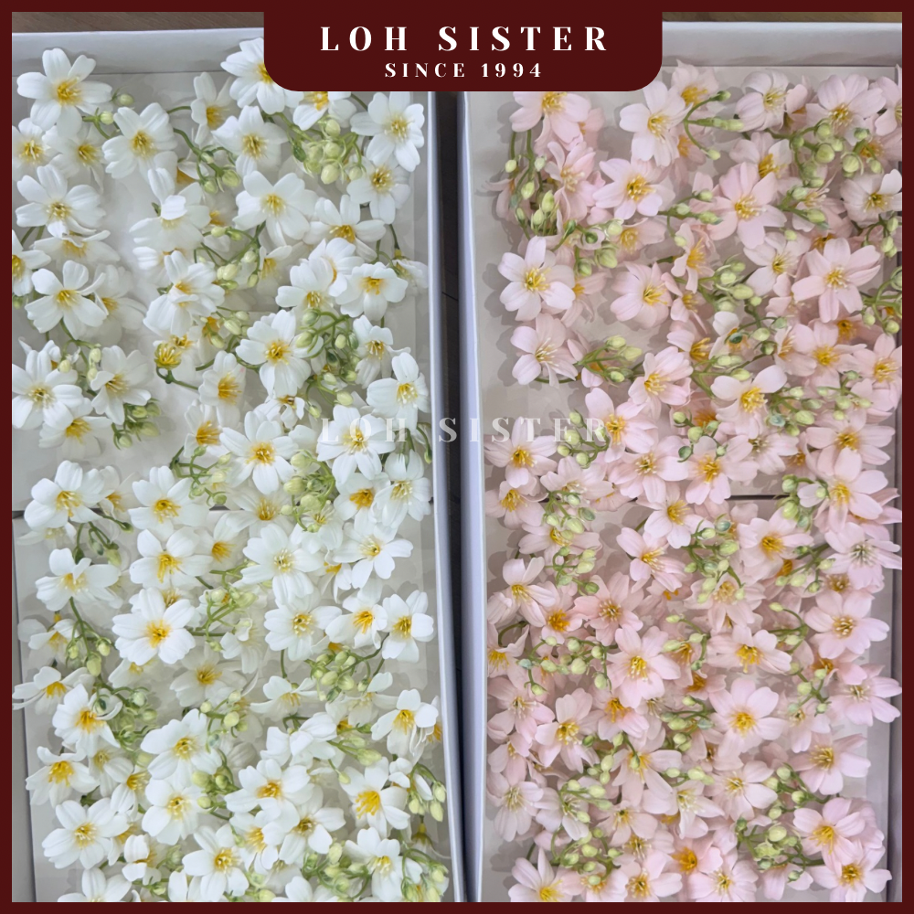 LohSister AAA Begonia Soapbud Soap Flower 海棠香皂花