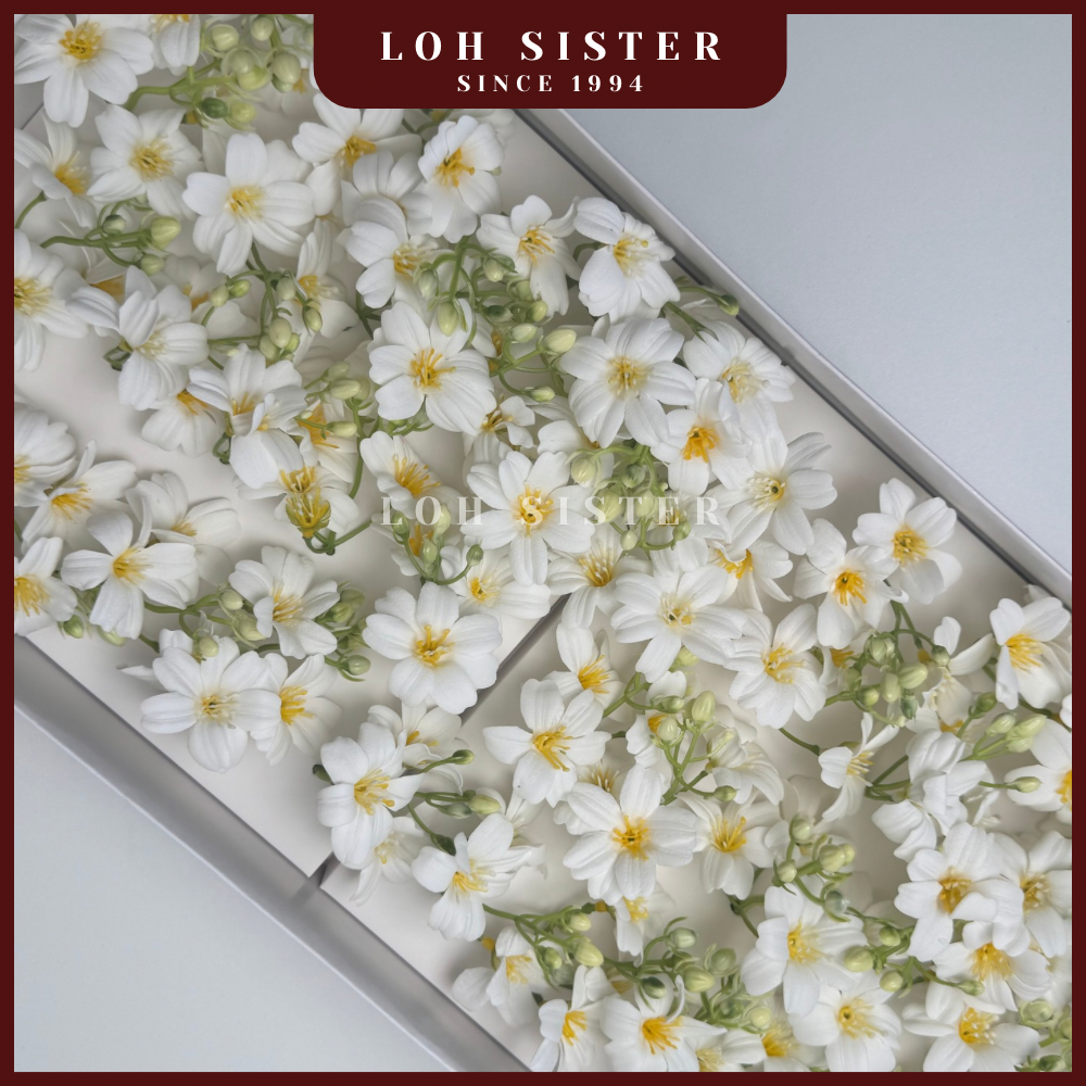 LohSister AAA Begonia Soapbud Soap Flower 海棠香皂花