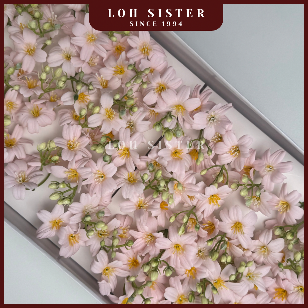 LohSister AAA Begonia Soapbud Soap Flower 海棠香皂花